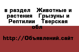  в раздел : Животные и растения » Грызуны и Рептилии . Тверская обл.